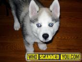 Scam - Free Siberian Husky Puppies lizy_bright