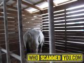 ATTEMPTED HORSE THEFT AND SEVERE NEGLECT