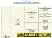 Scam - Dream Himi Cattery used FIP foundational bloodlines from Catinallity & Lollimops Cattery