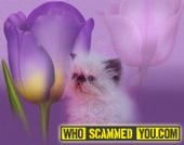 Scam - Melanie Lowry AKA Annie of Catinallity & Sugar Kisses Catteries stole buyers $200.00
