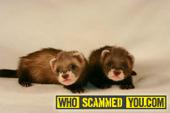 FERRET FOR SALE scam scam